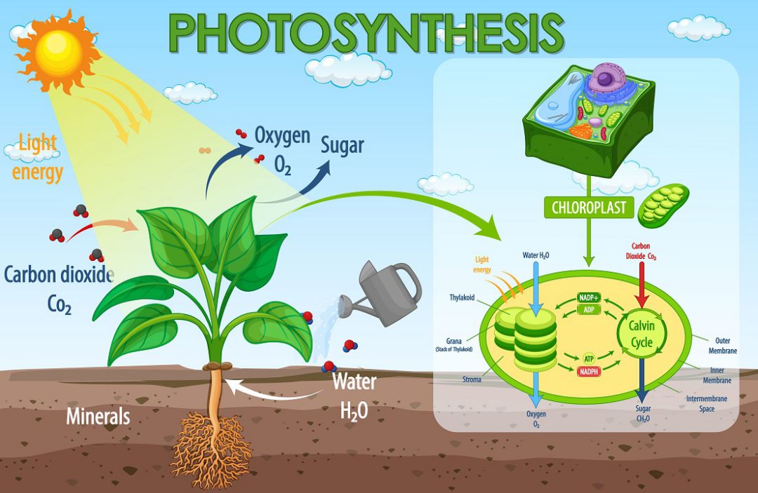 Pengertian dan Proses Fotosintesis