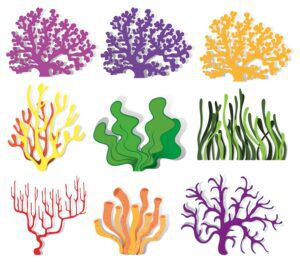 Jenis-jenis Organisme yang Melakukan Fotosintesis
