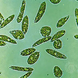Mengenal Mikroba: 5 Protozoa dan Alga Kecil