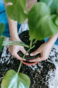 Replant (Menanam Kembali)
