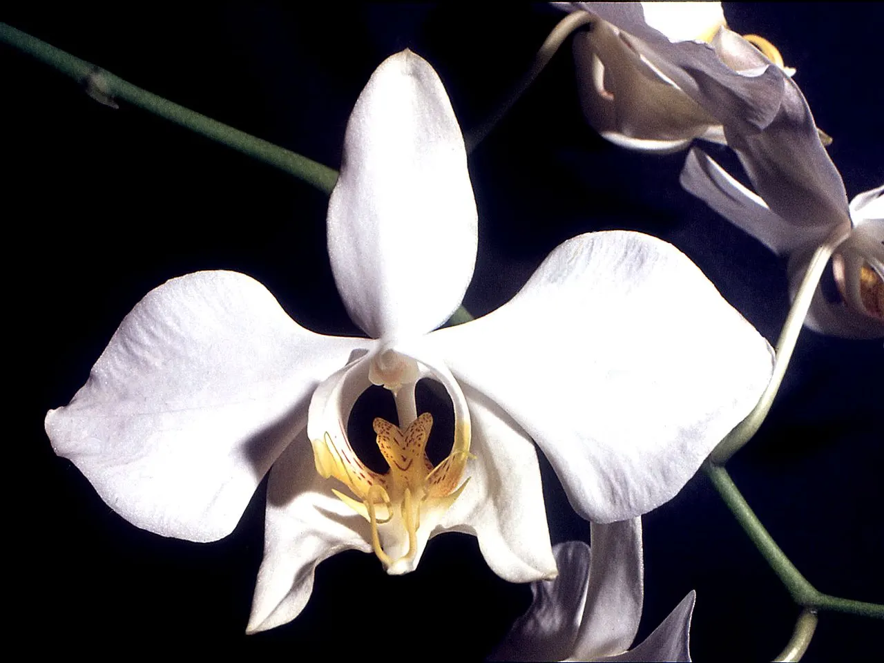 Bunga anggrek bulan Phalaenopsis amabilis puspa pesona mekar anggun
