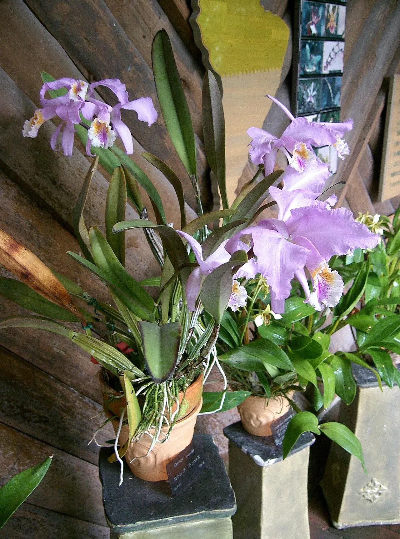 Bunga Cattleya mossiae mekar besar harum dengan bibir bergelombang