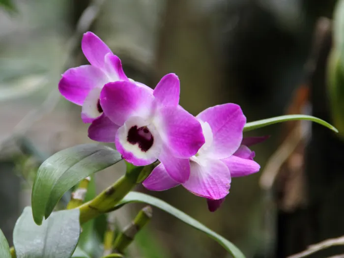 Bunga anggrek dendrobium ungu lebat di pekarangan