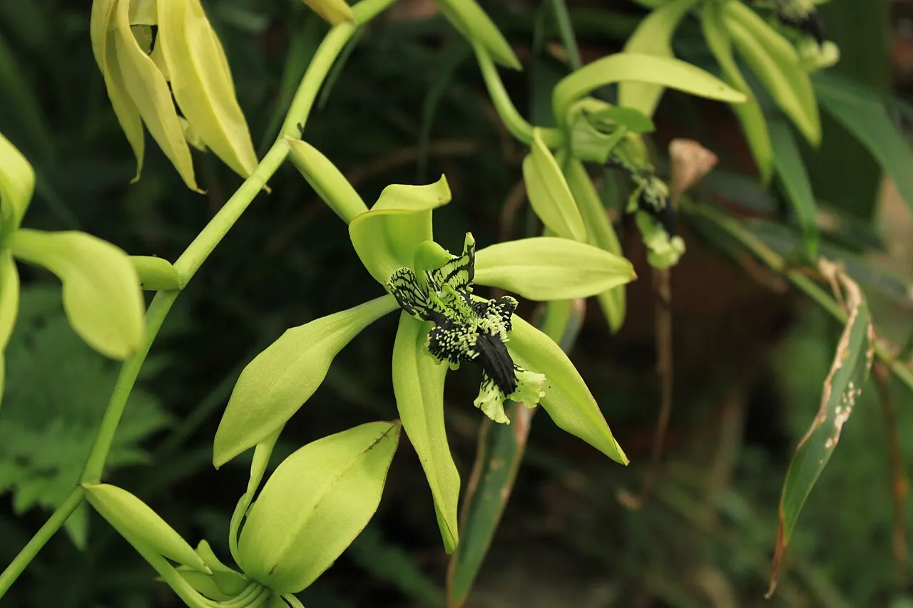 Bunga anggrek hitam Coelogyne pandurata endemik Kalimantan berlidah gelap