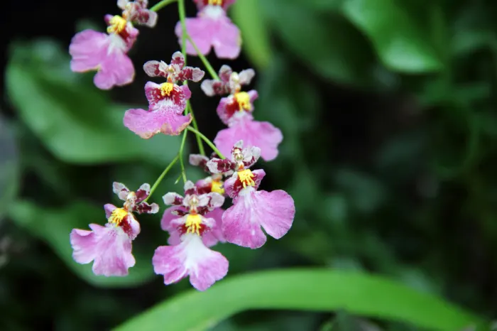 Kuntum Oncidium sphacelatum golden shower kuning cerah