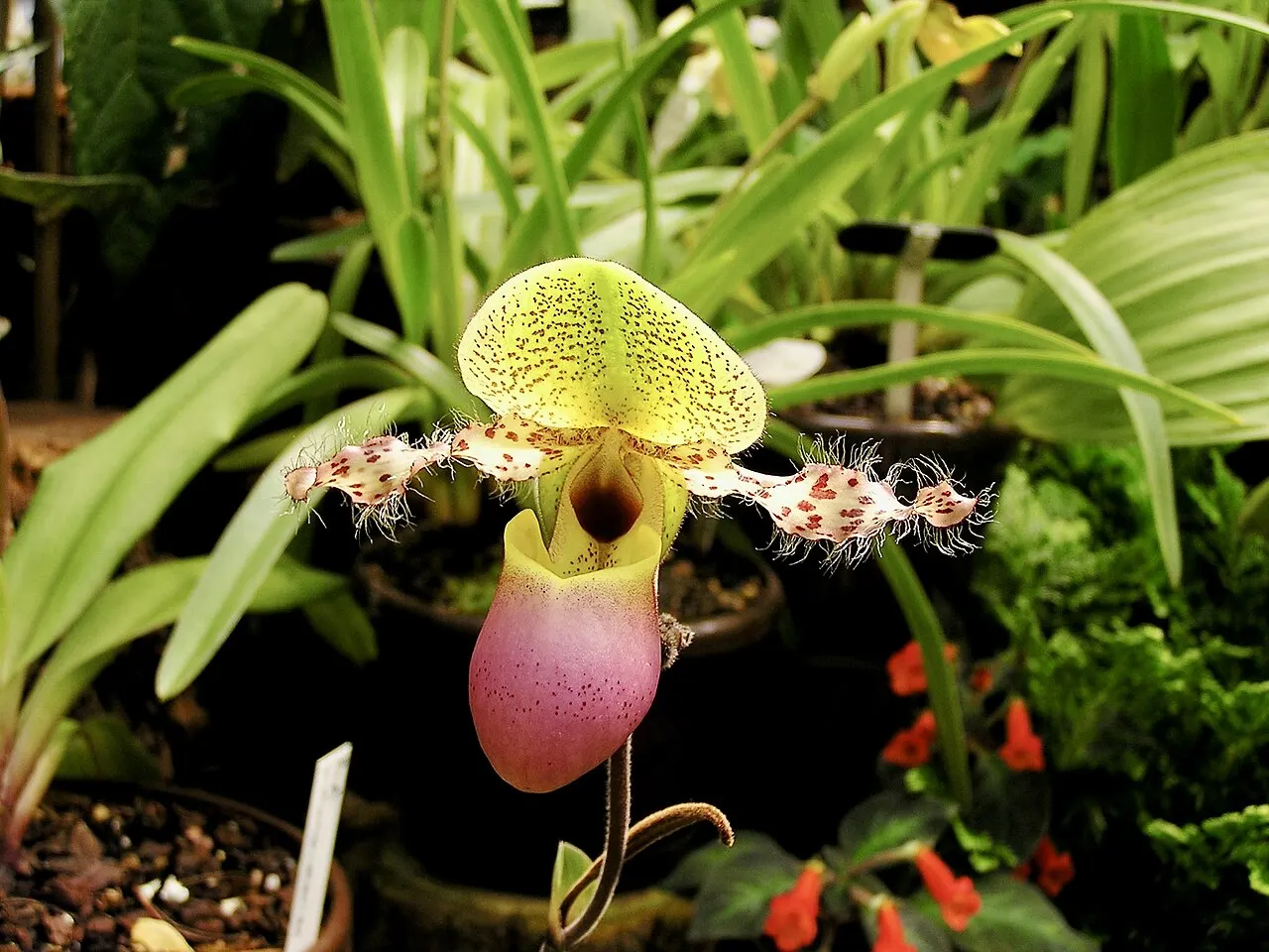 Spesies terestrial Paphiopedilum glaucophyllum berkantung selop unik