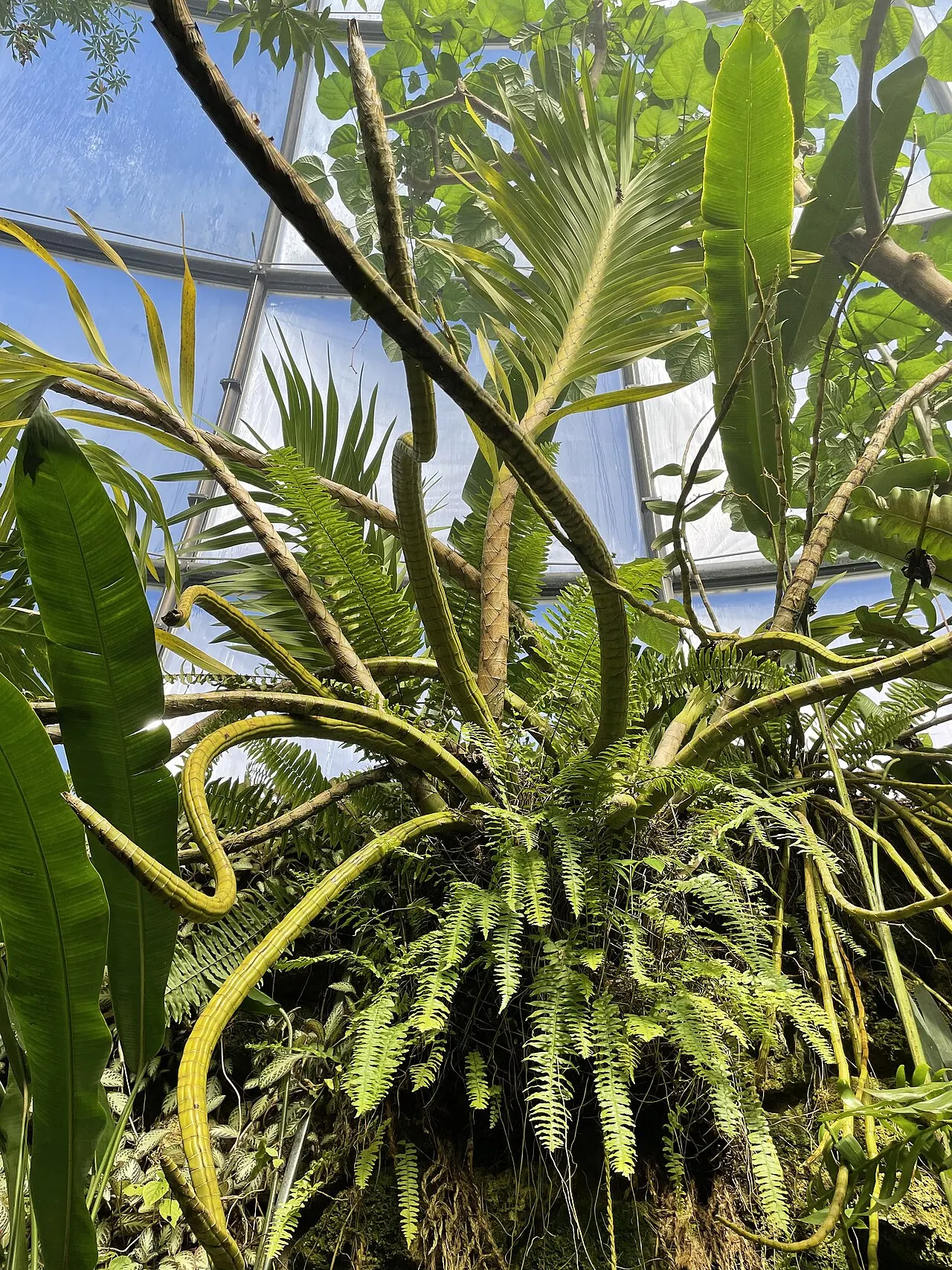 Kuntum Grammatophyllum speciosum raksasa dengan corak bintik macan tutul