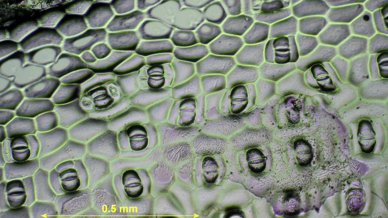 Mikrograf stomata daun tumbuhan memperlihatkan sel penjaga yang mengatur pertukaran karbon dioksida dan oksigen fotosintesis