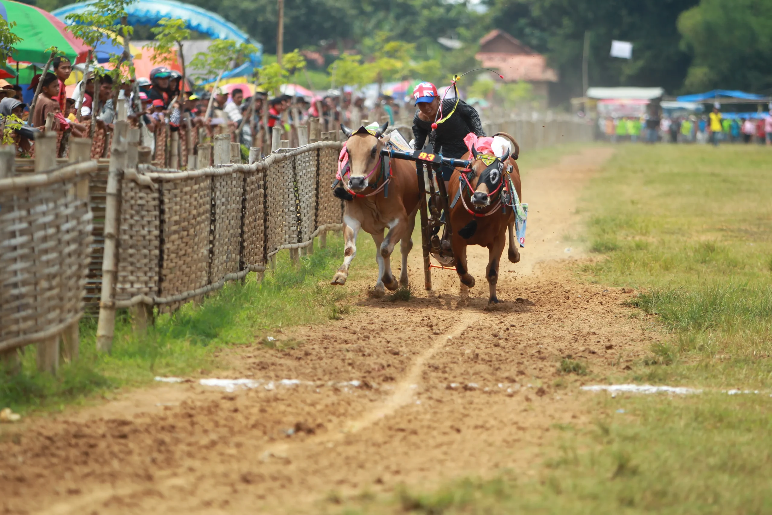 Pacuan ketangkasan karapan sapi tradisi budaya masyarakat madura